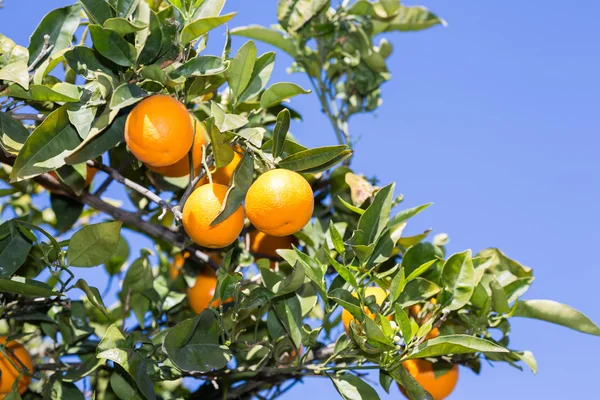 Valencia oranžové stromy — Stock fotografie