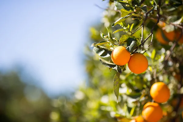 夏橙树 — 图库照片