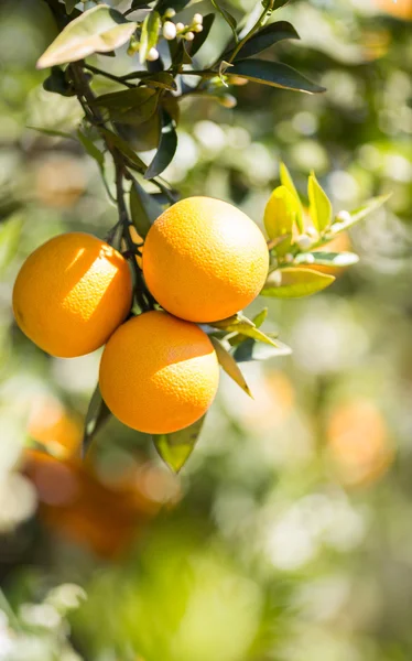 Valencia orange trees — Stock Photo, Image