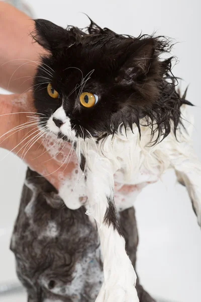 Bañar a un gato — Foto de Stock