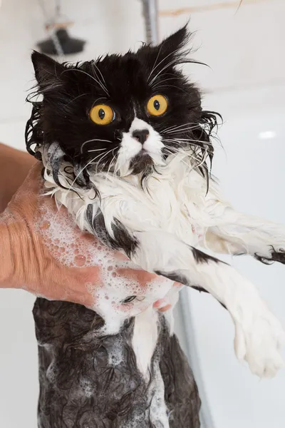 Fare il bagno a un gatto — Foto Stock