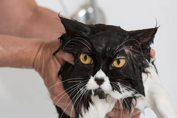 고양이 목욕 — 스톡 사진
