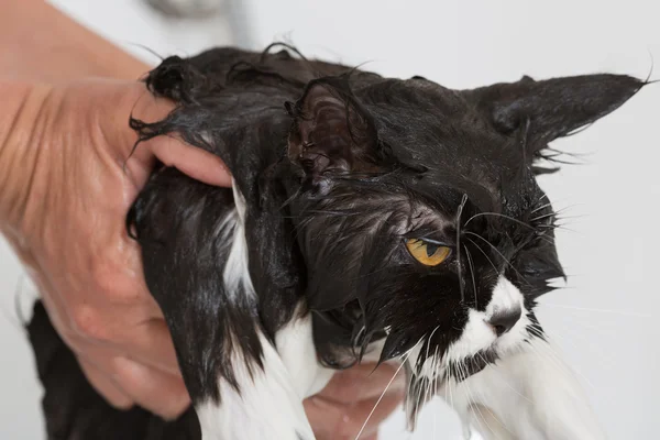 Eine Katze baden — Stockfoto