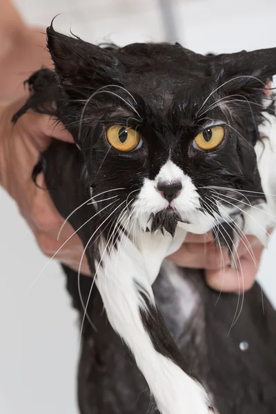 猫を入浴 — ストック写真
