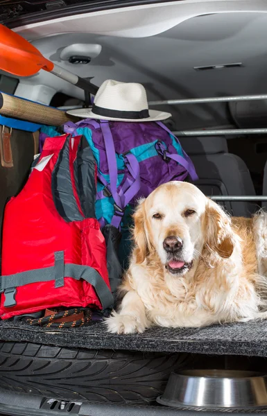 Viagem de retriever dourado — Fotografia de Stock