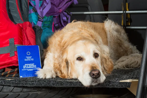 Golden Retriever Trip — Stock Photo, Image