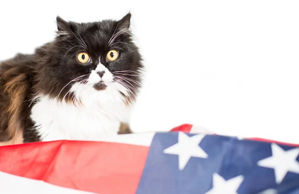 米国州の旗を持つ猫 — ストック写真