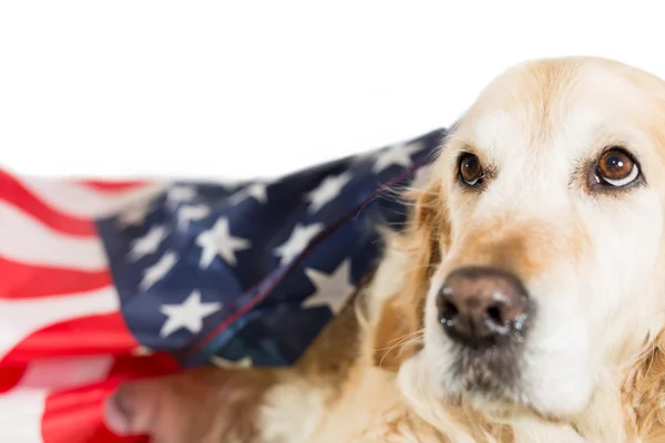 Cão com sua bandeira americana — Fotografia de Stock