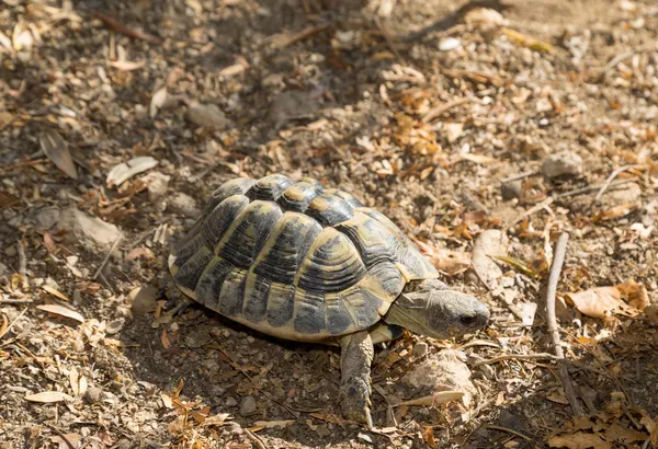 Testudo hermanni — Fotografia de Stock