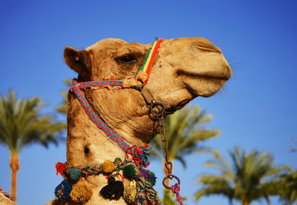 Καμήλα πάνω από το γαλάζιο του ουρανού — Φωτογραφία Αρχείου