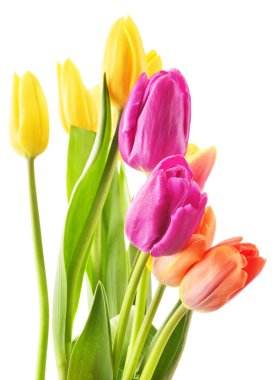 beyaz zemin üzerine lale buketi. Tulipa