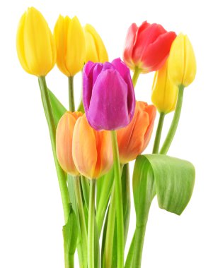 beyaz zemin üzerine lale buketi. Tulipa