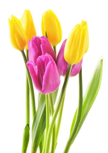 Bouquet of tulips on white background. Tulipa — Stock Photo, Image