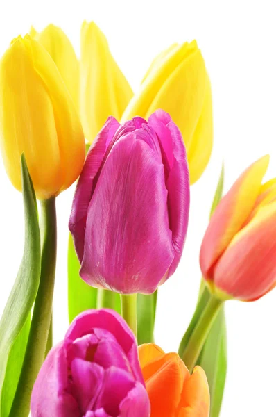 Ramo de tulipanes sobre fondo blanco. Tulipa. —  Fotos de Stock