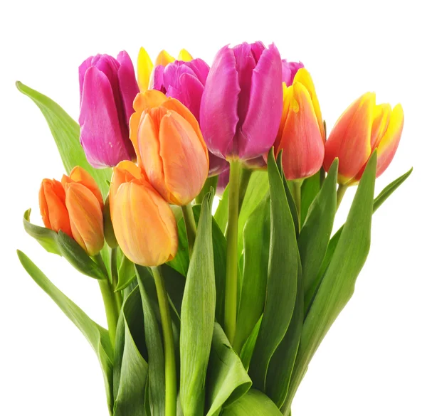 Ramo de tulipanes sobre fondo blanco. Tulipa. —  Fotos de Stock
