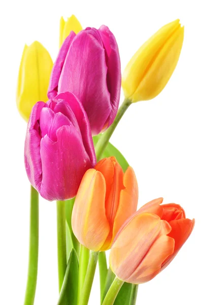 Ramo de tulipanes sobre fondo blanco. Tulipa. — Foto de Stock