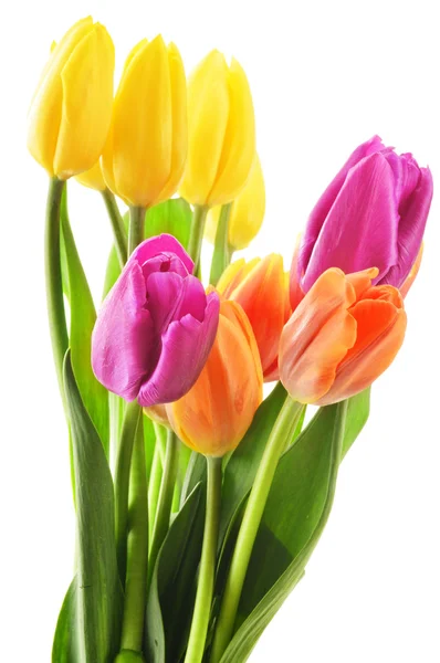 Bouquet of tulips on white background. Tulipa — Stock Photo, Image