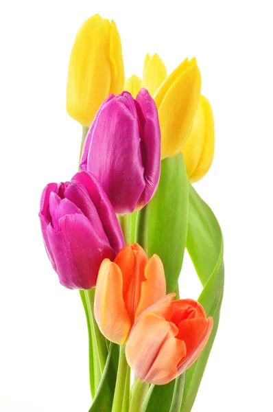 Bouquet of tulips on white background. Tulipa — Stock Photo, Image