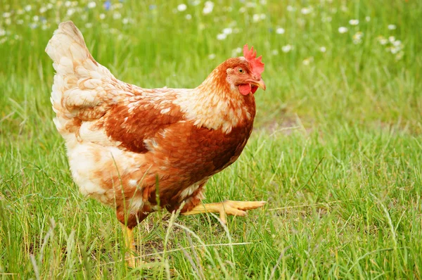 Brown chicken in grass — Stock Photo, Image