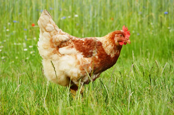 Brown chicken in grass — Stock Photo, Image