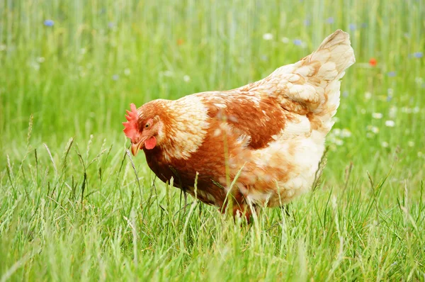 Brown chicken in grass — Stock Photo, Image
