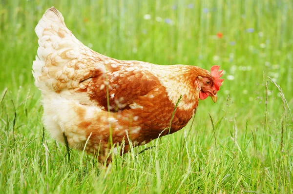 Brązowy kurczaka w trawie — Zdjęcie stockowe