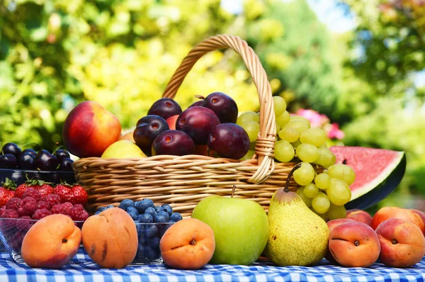 Корзина свежих органических фруктов в саду — стоковое фото