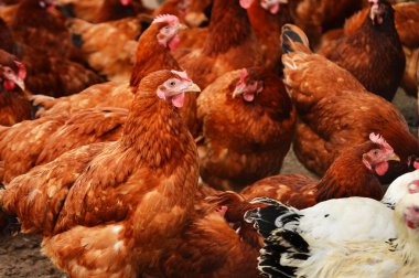 Geleneksel serbest kümes hayvanları çiftçiliği