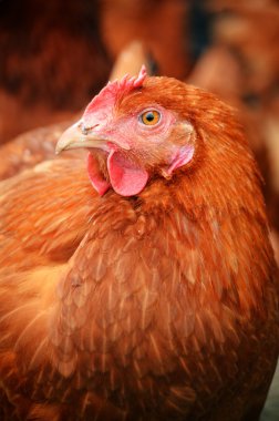 Geleneksel serbest kümes hayvanları çiftçiliği