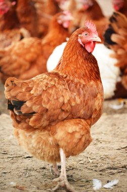 Geleneksel serbest kümes hayvanları çiftçiliği