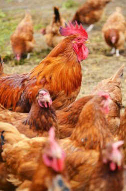 horoz içinde geleneksel ücretsiz aralığı tavuk yetiştiriciliği