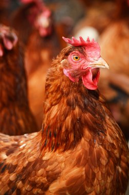 Geleneksel serbest kümes hayvanları çiftçiliği