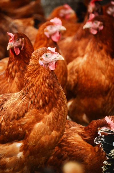 Ganadería tradicional de aves de corral — Foto de Stock