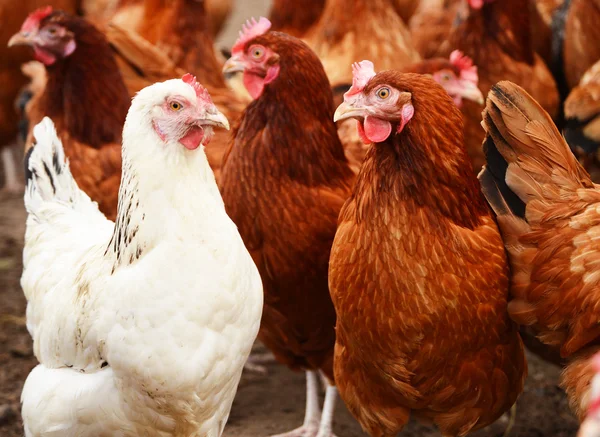 Traditional free range poultry farming — Stock Photo, Image