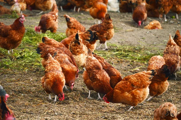 Traditionele pluimveehouderij met vrije uitloop — Stockfoto