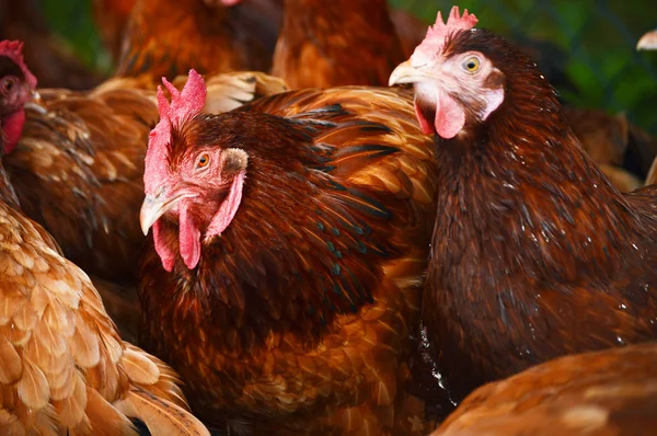 Ganadería tradicional de aves de corral — Foto de Stock