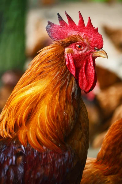 Rooster in traditional free range poultry farming — Stock Photo, Image
