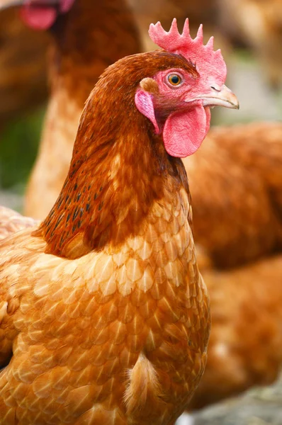 Traditionelle Freilandhaltung von Geflügel — Stockfoto