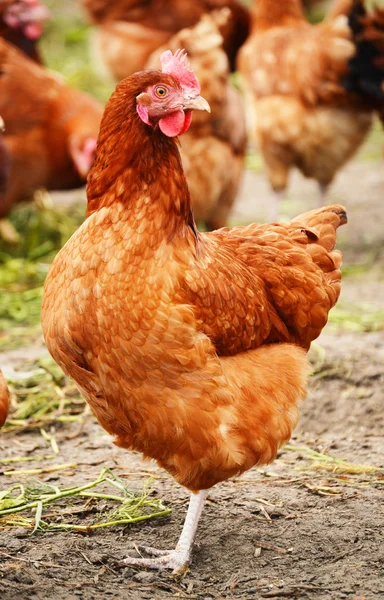 Traditional free range poultry farming — Stock Photo, Image