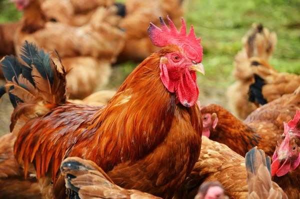 Rooster in traditional free range poultry farming — Stock Photo, Image