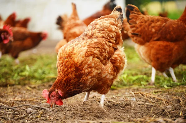 Ganadería tradicional de aves de corral — Foto de Stock