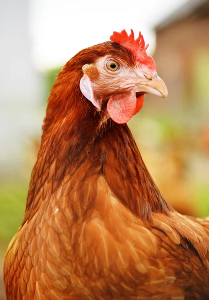 Traditional free range poultry farming — Stock Photo, Image