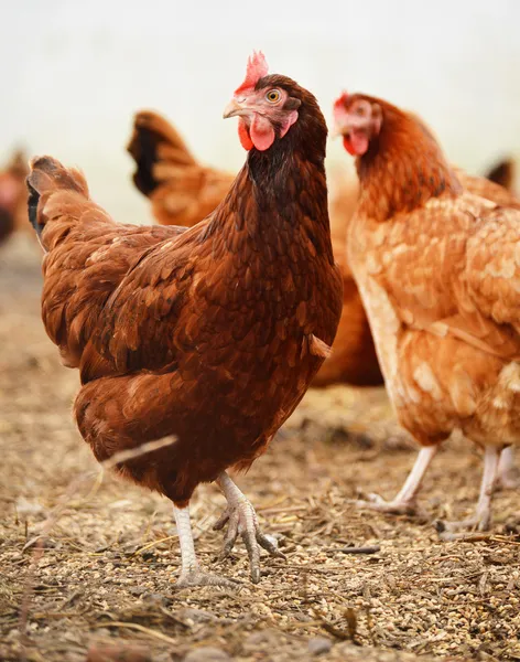 Allevamento tradizionale di pollame allevato all'aperto — Foto Stock