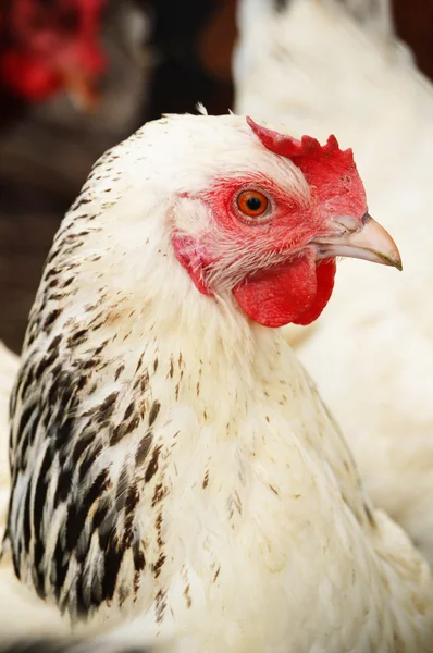 Ganadería tradicional de aves de corral — Foto de Stock