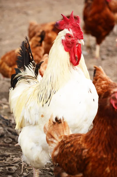 Horoz içinde geleneksel ücretsiz aralığı tavuk yetiştiriciliği — Stok fotoğraf