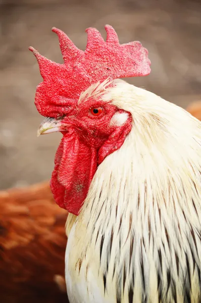 Horoz içinde geleneksel ücretsiz aralığı tavuk yetiştiriciliği — Stok fotoğraf