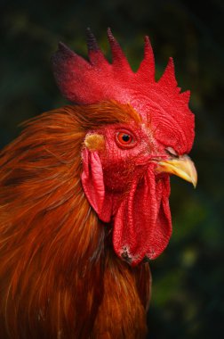 horoz içinde geleneksel ücretsiz aralığı tavuk yetiştiriciliği