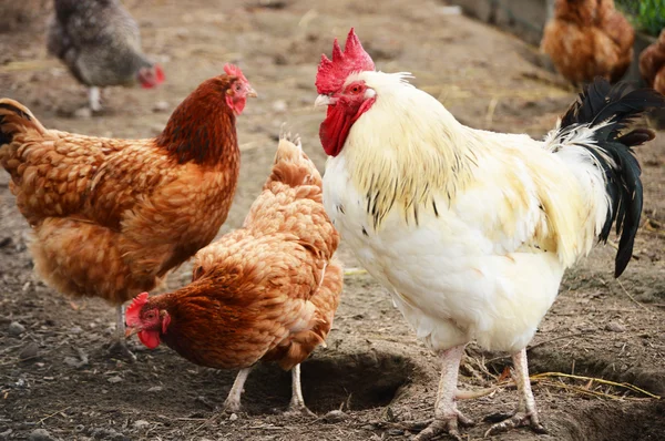 Haan in de traditionele vrije uitloop pluimveehouderij — Stockfoto