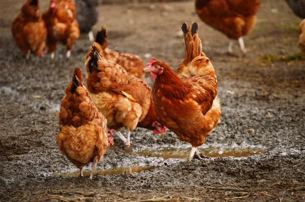 Allevamento tradizionale di pollame allevato all'aperto — Foto Stock