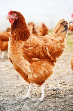 Geleneksel tavuk çiftliğinde tavuklar